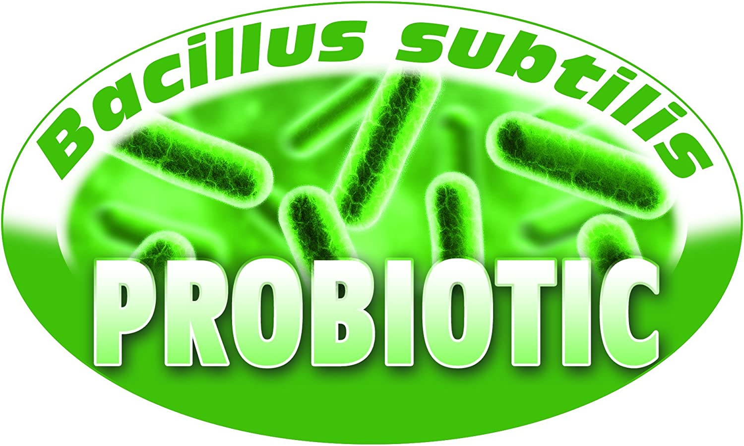 bacillus subtilis