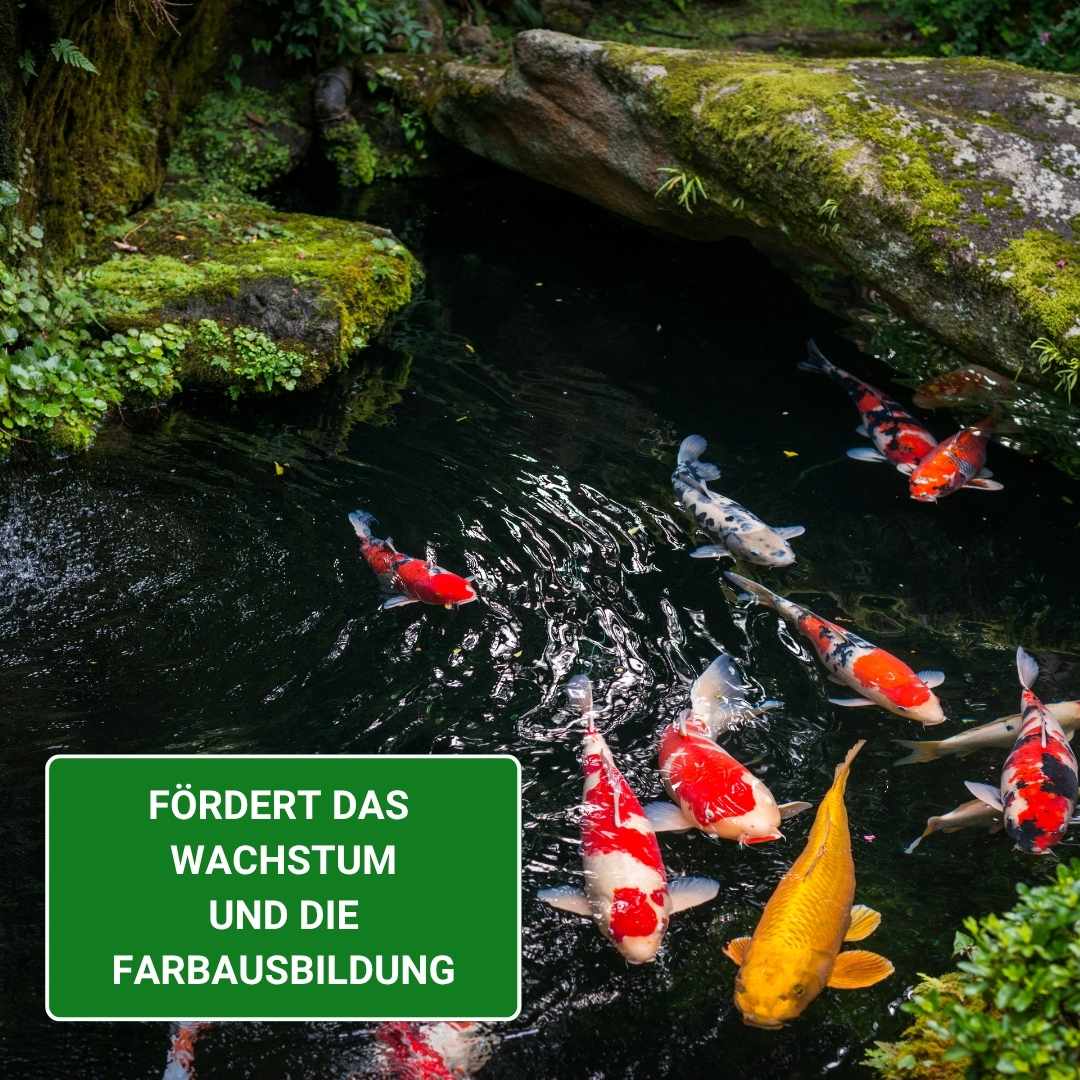 Spirulina fördert bei KOI das Wachstum und die Farbe