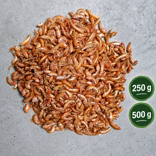 Bachflohkrebse / Gammarus kaufen | Insektus® 250g & 500g