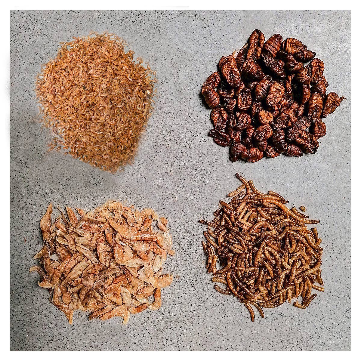 Seidenraupen im Mix - Naturfutter