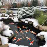 Im Winter Koi füttern