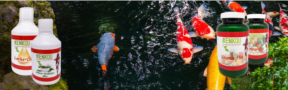 Nahrungsergänzung für Koi