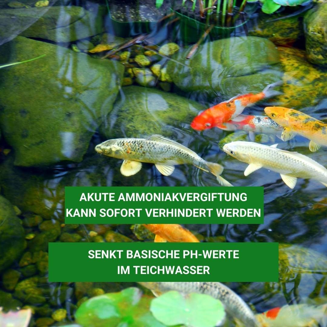 pH-Minus verhindert Ammoniakvergiftung